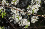 Hortulan plum